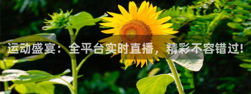 运动盛宴：全平台实时直播，精彩不容错过!