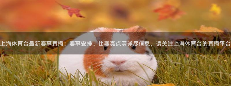 上海体育台最新赛事直播：赛事安排、比赛亮点等详尽信息，请关注上海体育台的直播平台