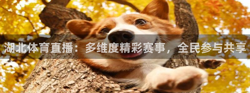 湖北体育直播：多维度精彩赛事，全民参与共享