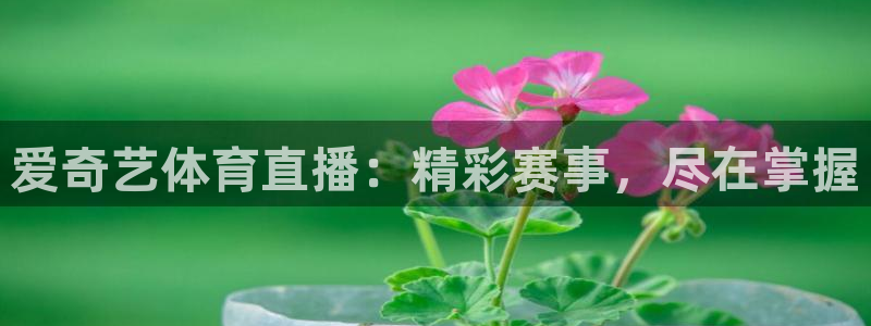 爱奇艺体育直播：精彩赛事，尽在掌握