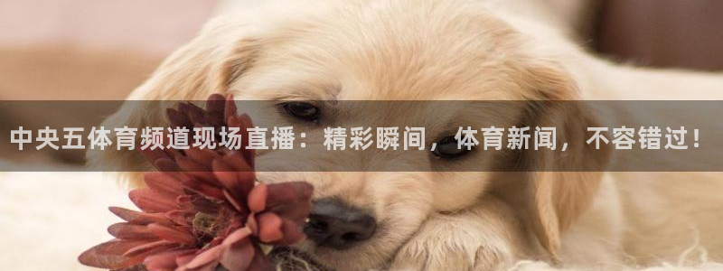 中央五体育频道现场直播：精彩瞬间，体育新闻，不容错过！