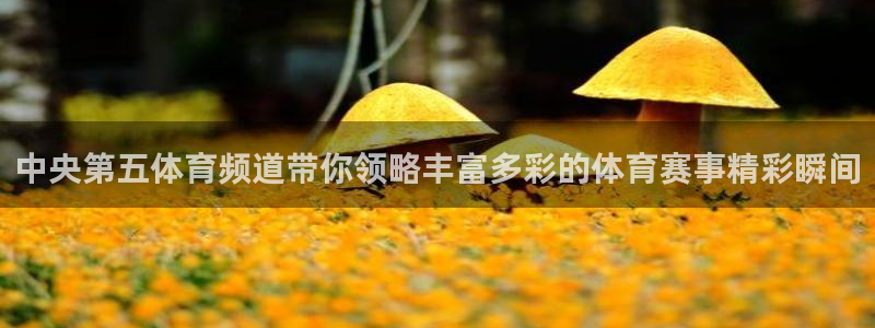 中央第五体育频道带你领略丰富多彩的体育赛事精彩瞬间